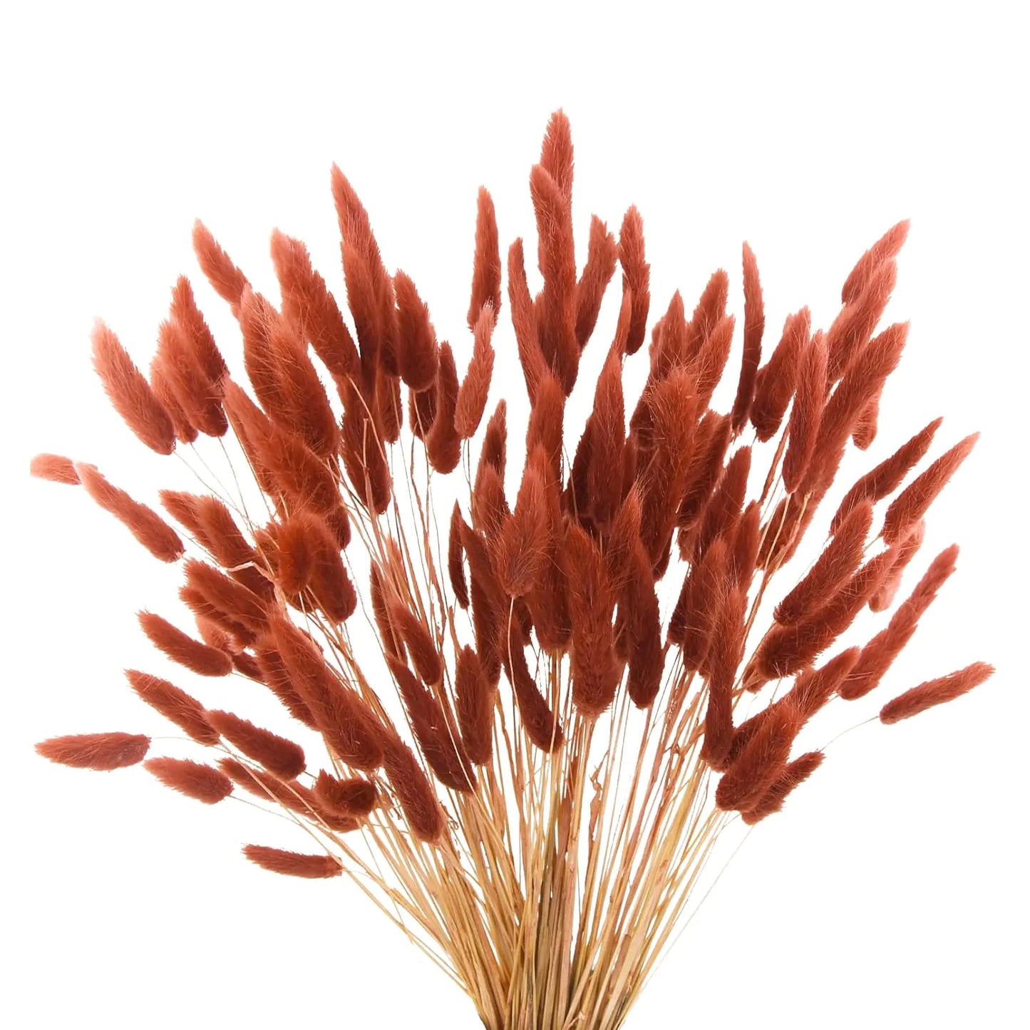 120pcs Burnt Orange Bunny Tails Dried Flowers17"