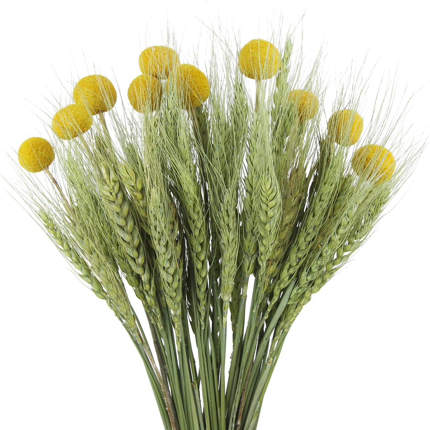 60 Pcs Dried Wheat Stalks Bundle