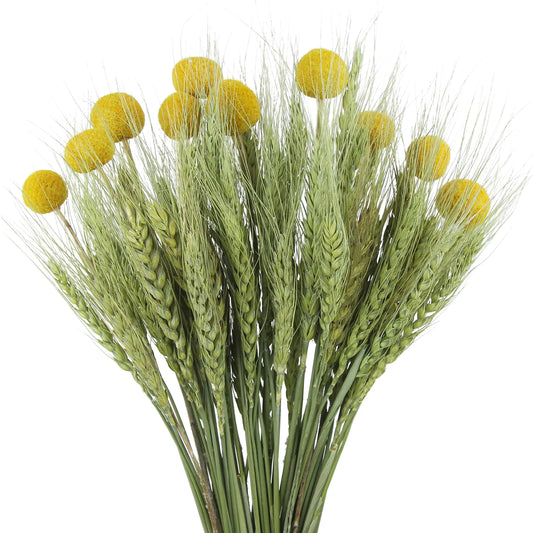 60 Pcs Dried Wheat Stalks Bundle