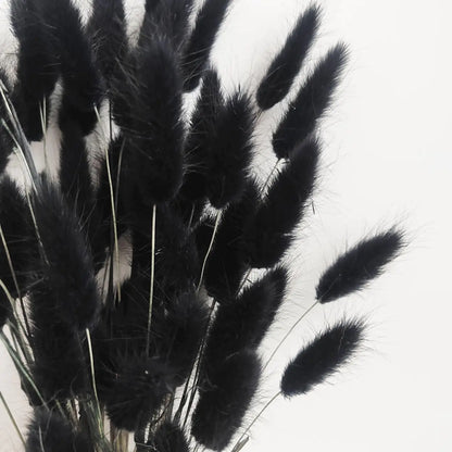 Bunny Tails Dried Flowers 100pcs