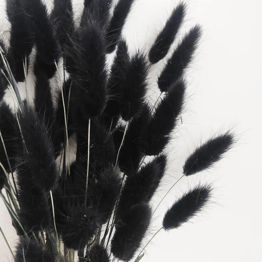 Bunny Tails Dried Flowers 100pcs
