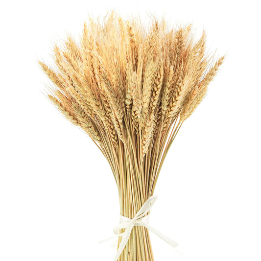 17.7 Inches Dried Wheat Stalks 100 Stems