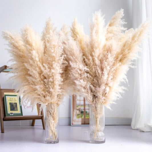 Tall Pampas Grass 10PCS